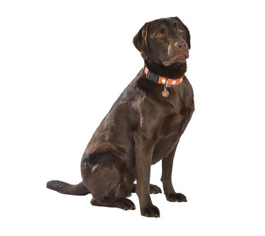 Midnight Collar - Orange / XS